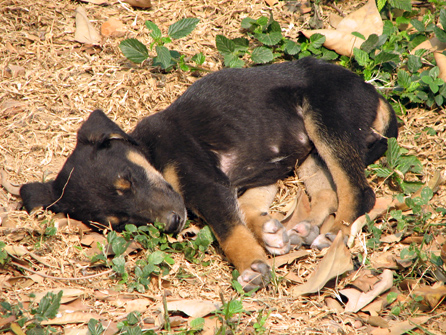 puppies and monkeys. When I return I will no doubt have lots of pictures of stray puppies: